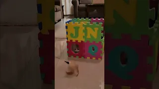 Teaching my kitten The Alphabet!! 🤣 #Shorts