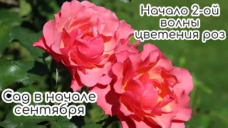 Сад в начале сентября☀️ Начало 2-ой волны цветения роз🌹Английские розы Д.Остина и не только♥️