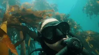 Scuba Dive - Simon’s Town