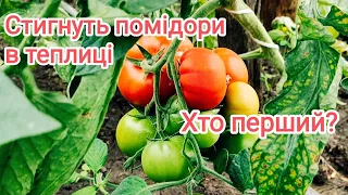 Огляд гібридів помідорів. Як виростити смачні 🍅