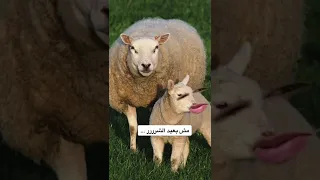 عيد الأضحى و الخرفان 😅