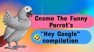 "Hey Google" compilation #animals #birds #parrots #pets #fun #lol #funny #greyparrot #fyp #google