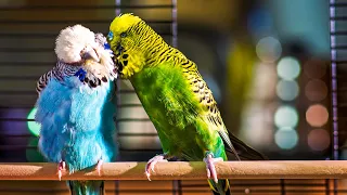 Budgie Courtship Ritual | Pets: Wild At Heart | BBC Earth