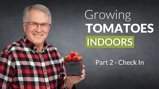 How to Grow Tomatoes Indoors (and all year long) - Part 2  Check In