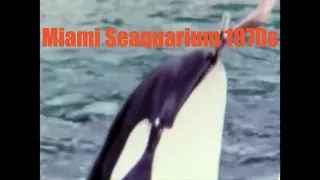 Journey Back in Time: Rare 8mm Footage of Miami Seaquarium's Golden Era