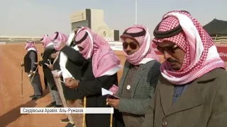 У Саудівській Аравії - фестиваль верблюдів
