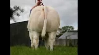 Belgian Blue / Charolais bull