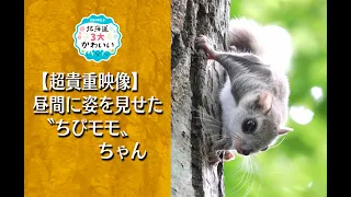 【超貴重】昼間に姿を見せたエゾモモンガの子どもです。It is a child of Ezo flying squirrel that rarely appeared in the daytime.