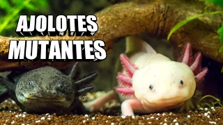 🦎El EXTRAÑO CASO de los AJOLOTES TERRESTRES 😳 #Axolotl