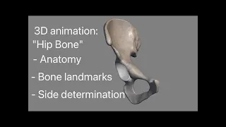 Hip bone 3d anatomy, Side determination, Osteology, external feature, landmarks, demonstration.