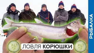 Ловля корюшки зимой: лунки, снасти, огурцы! Зимняя рыбалка на Финском заливе