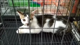 A Small Kitten Standing on The Side Of The Road Who's Waiting For Help Being Neutered