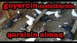 Goyercin xesteliklerinin qarsisin  almaq. Goyercinlerin imunitettin guclendirmek