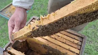 Мої перші весняні роботи на пасіці 🐝💚🤘