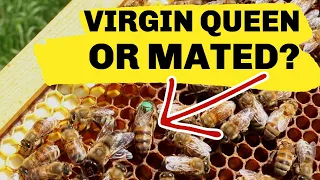 Beekeeping: How To Tell A Mated Queen From A Virgin Queen