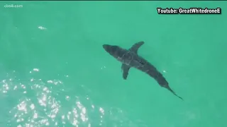 10-year-old boys drone spots great white shark off coast in Del Mar