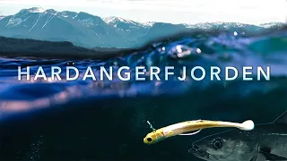 Mit Speed am Hardangerfjord | In Norwegen auf Seelachs