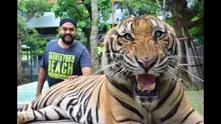 Tiger Park Pattaya | Thailand Series | Whats Happen's in the end will give you goosebumps...!!!