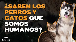 ¿LOS PERROS Y GATOS SABEN QUE SOMOS HUMANOS O CREEN QUE SOMO TAMBIÉN PERROS Y GATOS?