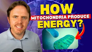 Understanding How Mitochondria Work! - Inside The Power House Of Cell