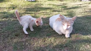 Kittens are asking milk from Feral Cat after refusing by cat mom