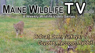 Bobcat/Deer/Moose/Turkey/Coyote/Raccoon/Rabbit/Trail Cam Wilderness/Maine Wildlife Trail Video