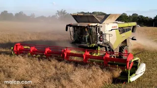 4Kᵁᴴᴰ Harvest 2023: Readhead's Lexion 8700TT cutting OSR in Suffolk! 😎👍