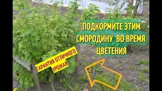 ПОДКОРМКА СМОРОДИНЫ ВЕСНОЙ ДЛЯ БОЛЬШОГО УРОЖАЯ. УХОД ЗА СМОРОДИНОЙ ВО ВРЕМЯ ЦВЕТЕНИЯ.