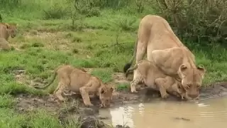 lion family with cute cubs !