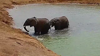 Elephant Pushing the other