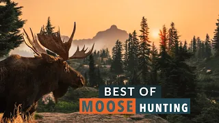 Best of Moose Hunting!