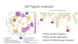 Summary Visualizations of Gene Ontology Terms... - Maarten Reijnders - BOSC - Talk - ISMB/ECCB 2021