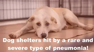 Dog shelters hit by a rare and severe type of pneumonia!