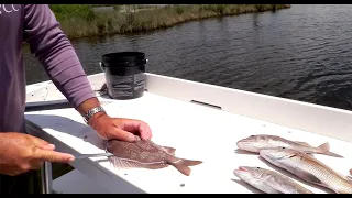 Filleting Grunts | Inshore Fishing with Captain William Toney
