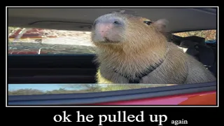 ok capybara pulled up again