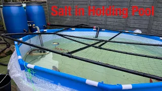 Koi pond salting the temp holding pool