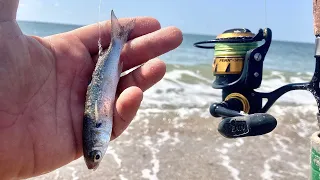 Beach Fishing With LIVE Mullet For Whatever Bites!