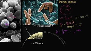 Размер клетки (видео 4) | Строение клетки | Биология