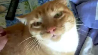 Кот кайфует когда чешут задницу