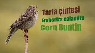 Tarla çintesi » Emberiza calandra » Corn Bunting