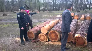 Люди возмущены рубкой леса в Пуще-Водице