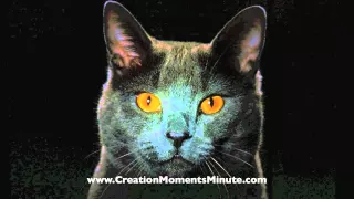 Can Cats See In The Dark? | Creation Moments Minute