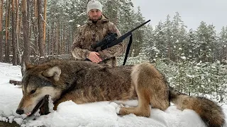 Волки хотели разорвать деревенских собак, но получили отпор | Охота на волков в Беларуси 2021