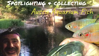 Collecting & Spotlighting for Australian Native Aquarium Fish