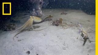 Octopus vs. Crab Battle Takes an Unexpected Turn | National Geographic