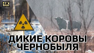 Дикие коровы в Чернобыле. Правда или миф? Wild Cows in Chernobyl, myth or true story?