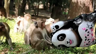 Incredible Babies Monkey Show in Asia, Nature Daily