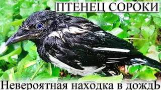 ✅ ПТЕНЕЦ СОРОКИ. НЕВЕРОЯТНАЯ НАХОДКА В ЛЕСУ В ДОЖДЛИВУЮ ПОГОДУ. ИНТЕРЕСНЫЕ ФАКТЫ О БЕЛО-БОКАХ.