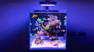 My *DREAM* SALTWATER AQUARIUM!!