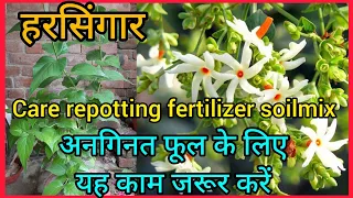 Harsingar plant care/parijat,Night flowering jasmine in pot